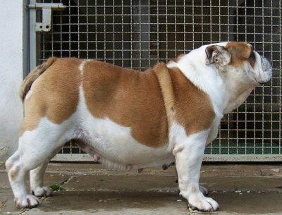 bulldog ou bouledogue anglais : Merriveen Quite Contrary